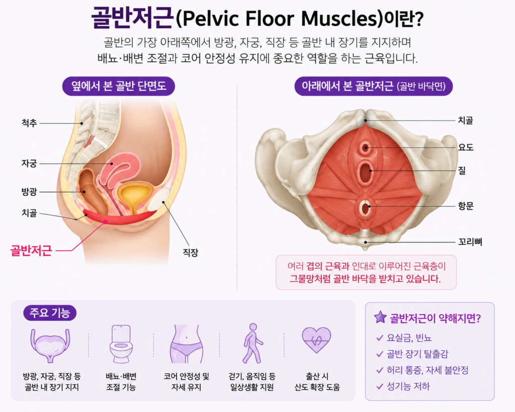 골반저근위치와 설명